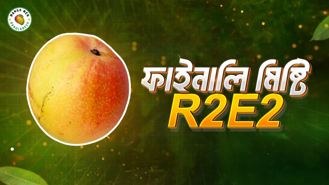অবশেষে মিষ্টি R2E2! প্রচলিত জাত থেকে সম্পূর্ণ আলাদা স্বাদ । Authentic R2E2