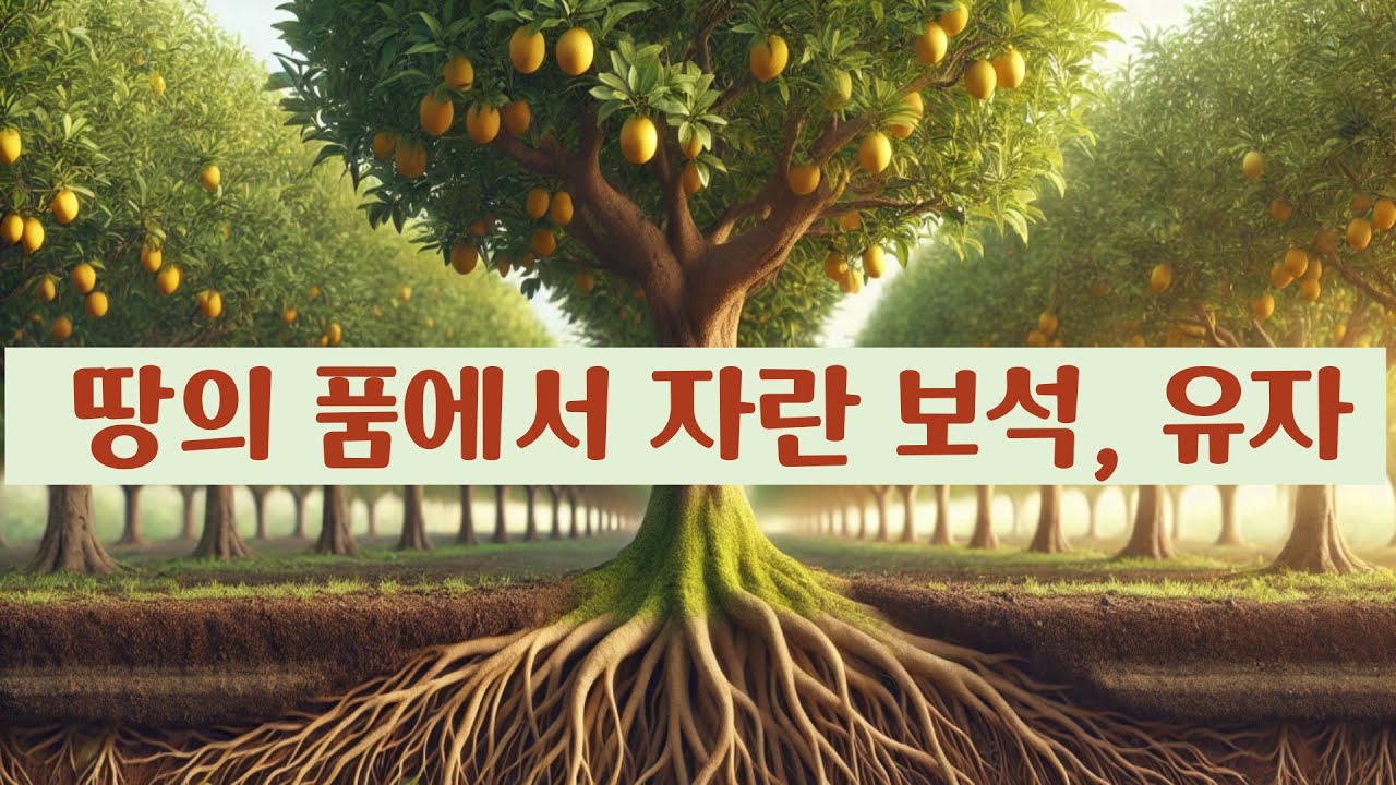 땅의 품에서 자란 보석, 유자