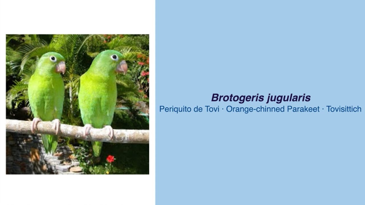 Video Encyclopedia of Parrot Species - #263 Brotogeris jugularis