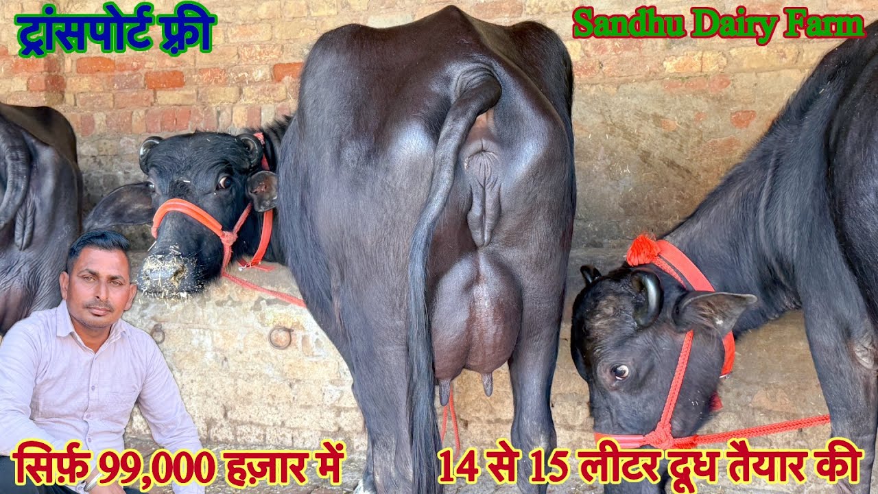 14 से 15 लीटर दूध तैयार की ✅ टॉप की मुर्रा झोटिया ख़रीदे 🏆सिर्फ़ 99,000 में झोटी 😱ट्रांसपोर्ट फ़्री 