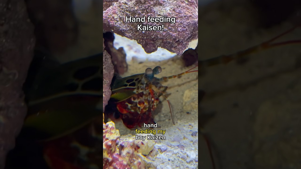 Hand feeding Kaisen!!