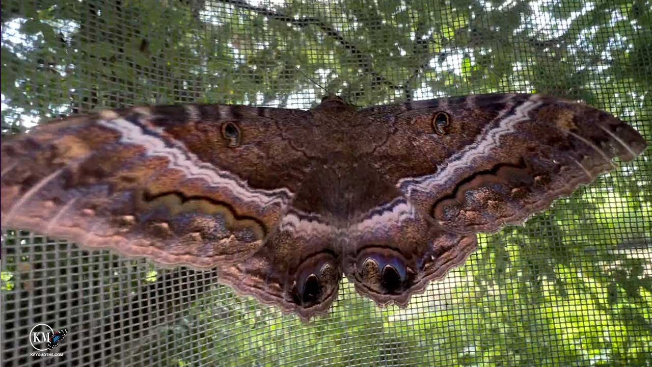 BAIT TRAPPING FOR BLACK WITCH MOTHS