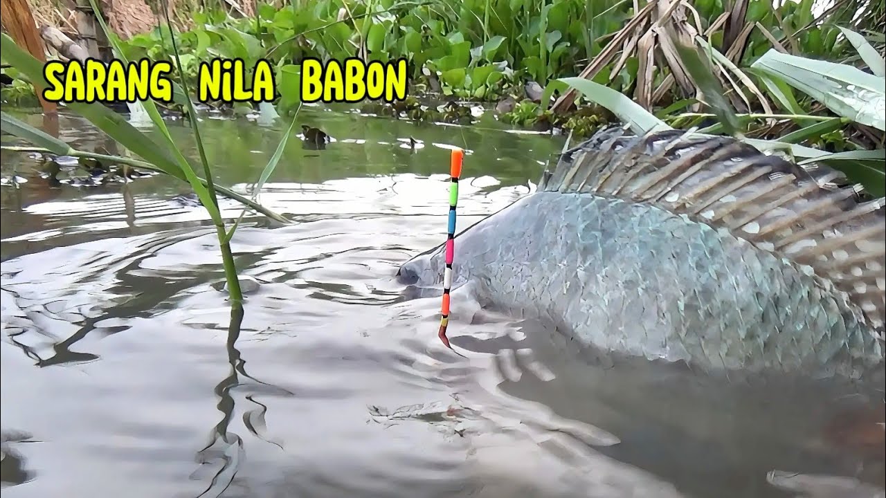 Sarang nila babon..!! Berkali kali merasakan tarikan dahsyat ikan besar di spot liar ini