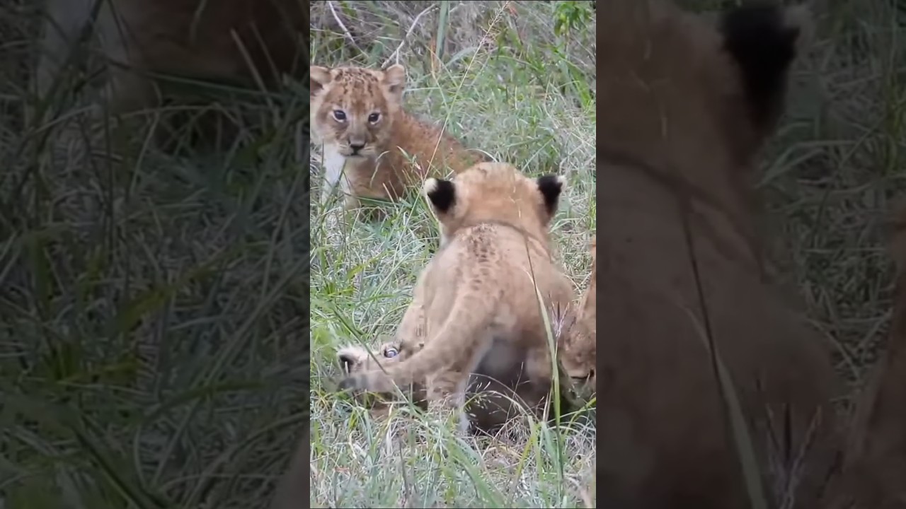 Lioness taking care of her adorable chubby cub's #lion #shorts