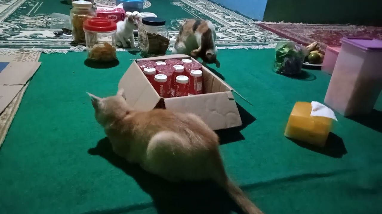 Lala main petak umpet sama kittybule ditemenin mouzza 🥰🐈