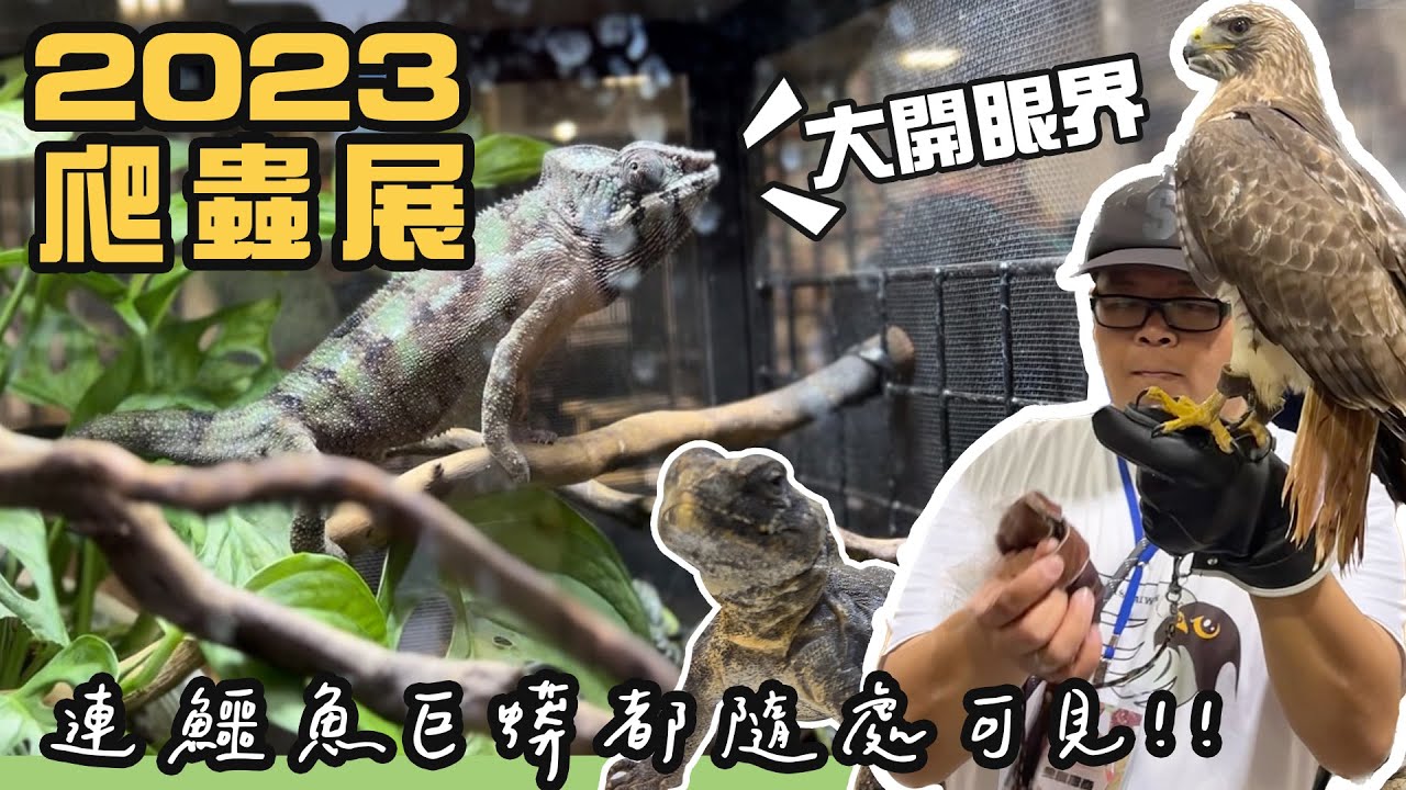 兩棲爬蟲博覽會！連鱷魚巨蟒在路上趴趴走？！【ft.@blackm3 @KaiLoMH 】