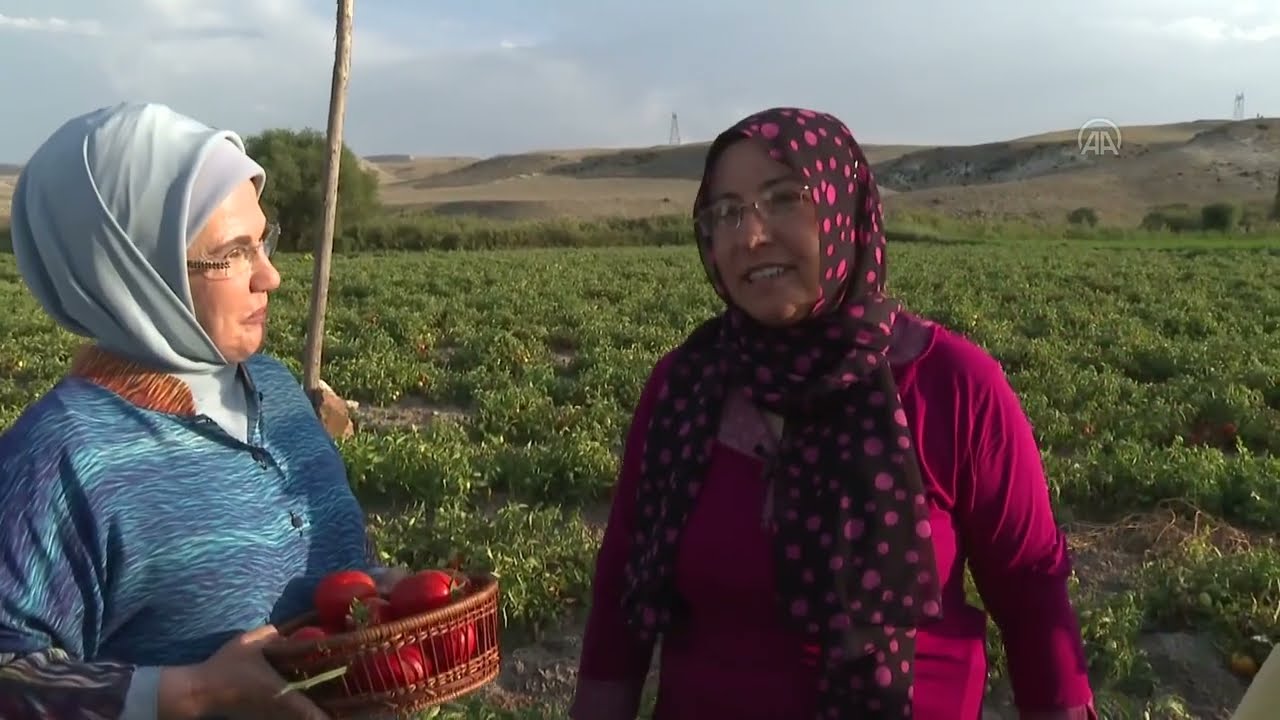 Emine Erdoğan, Ayaş'ta çiftçi kadınlarla tarladan domates topladı, kışlık menemen yaptı: