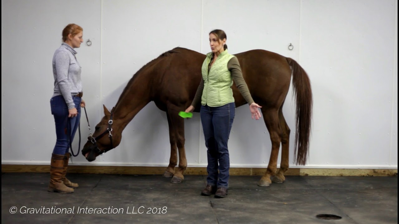 Rotator Cuff Issues in Horses:  Improve Shoulder Movement, Alignment and Performance .