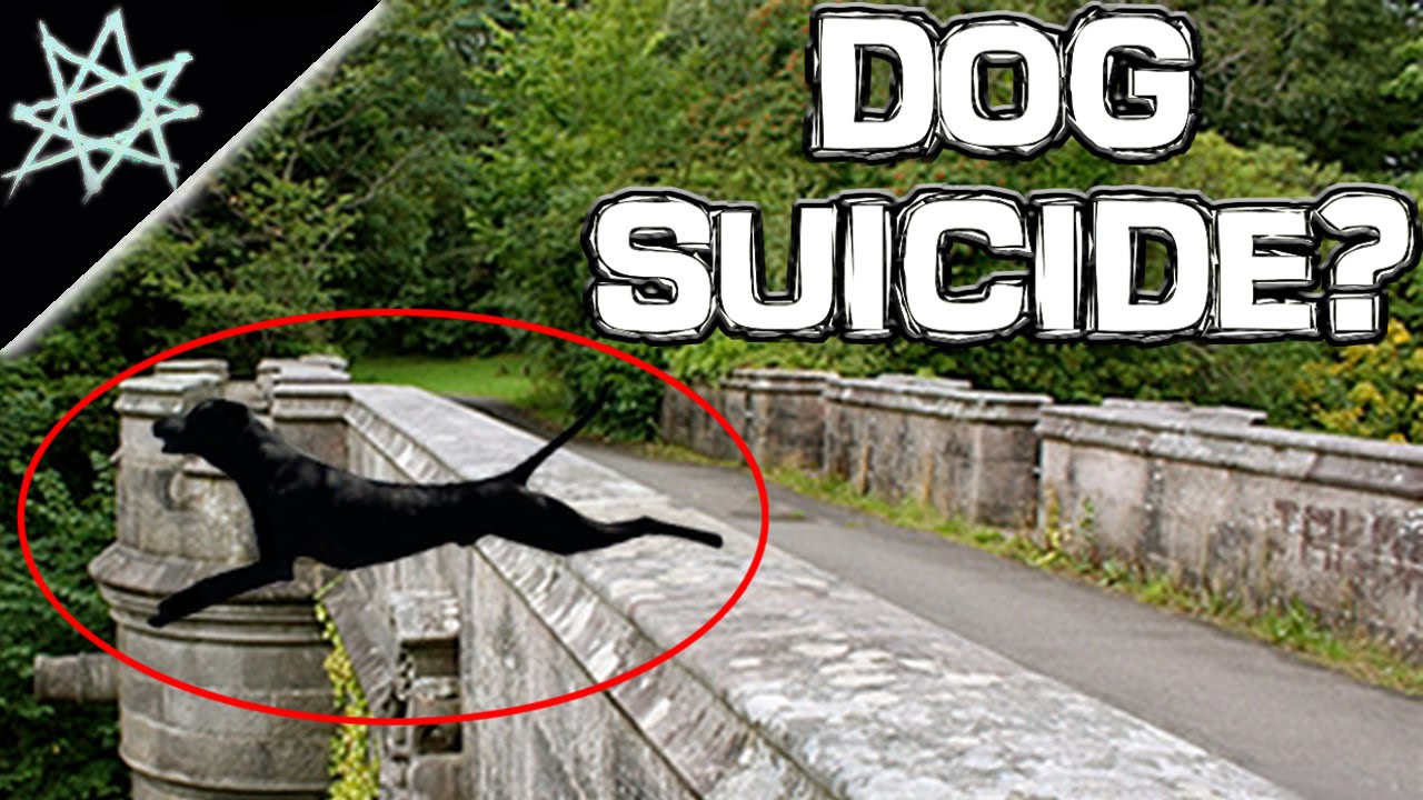3 Theories About The Overtoun Bridge