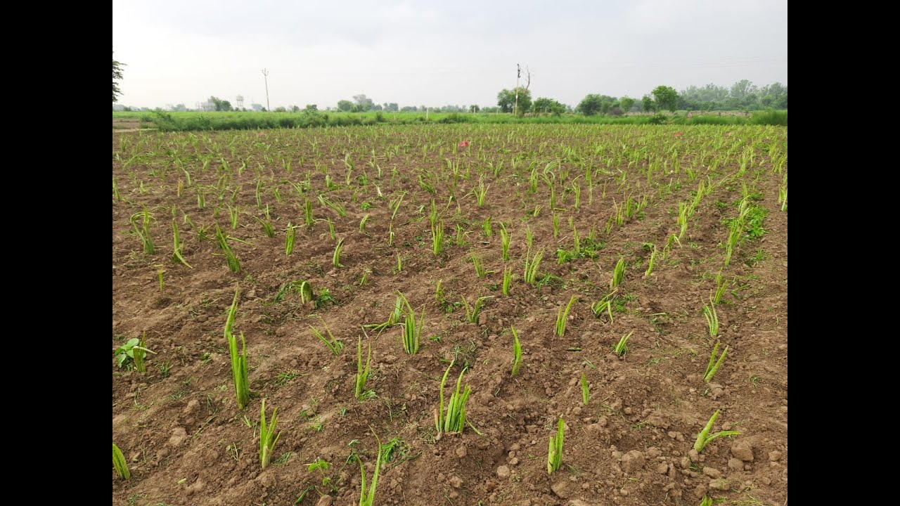 Contract Farming of Aloe vera with Agreement