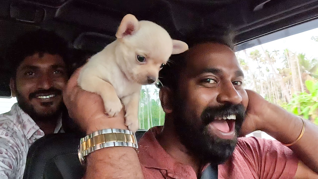 പ്രവീൺ മച്ചാന് പുതിയ പട്ടികുട്ടിയെ വാങ്ങിച്ചു  | New Puppy Purchased For Praveen Machaan | M4 Tech |