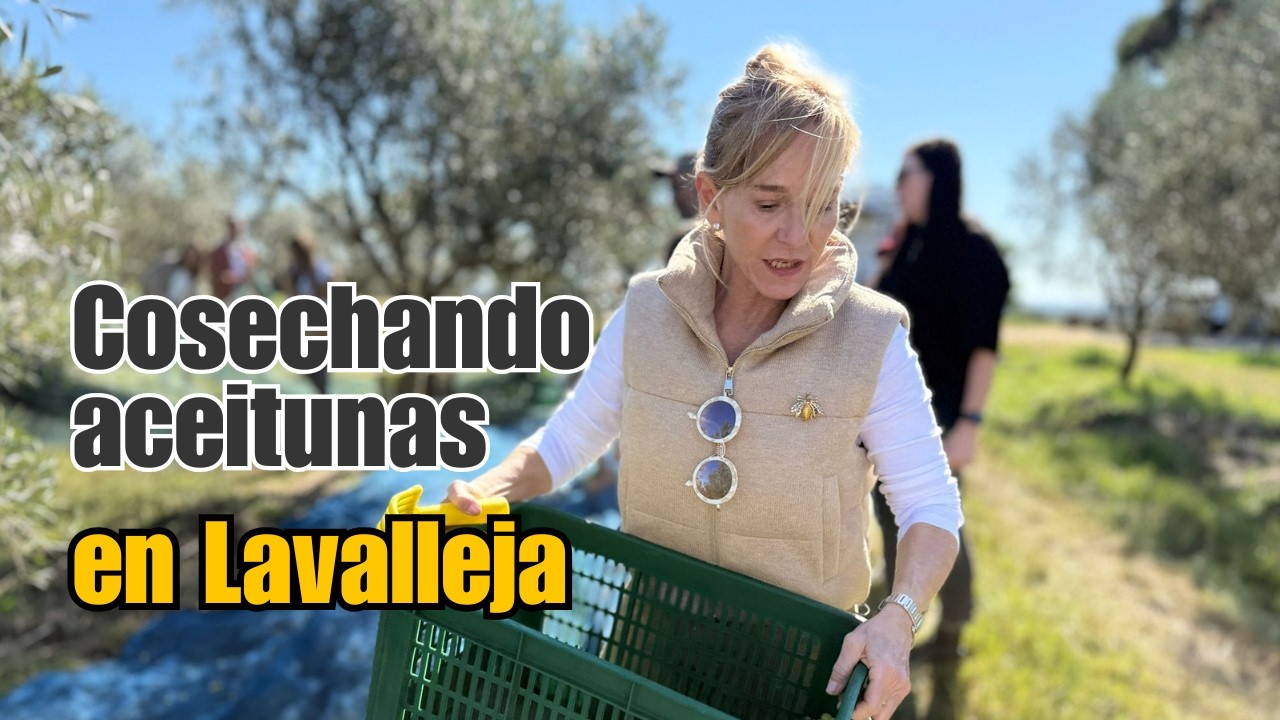 El aceite de oliva NO es caro | Cosechando aceitunas| Recorriendo Uruguay