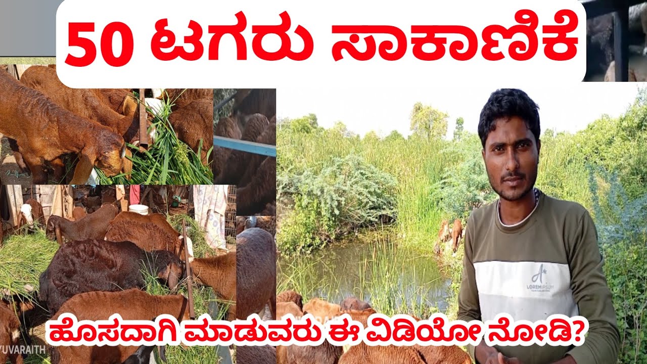 50 ಟಗರು ಸಾಕಾಣಿಕೆ | ವರ್ಷಕ್ಕೆ 7 ಲಕ್ಷ ಆದಾಯ |#sheepfarming #yuvaraitha #tagarusakanike #farming