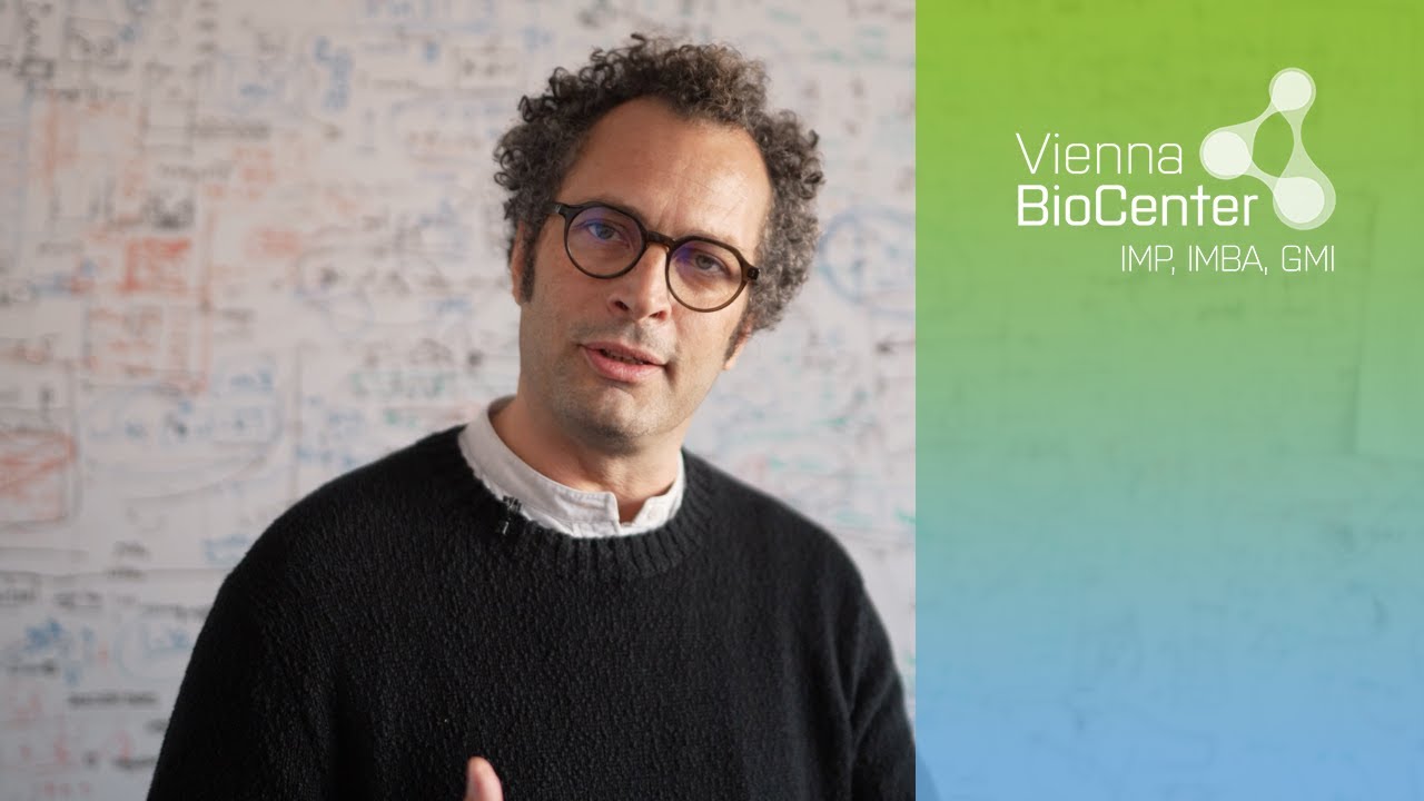 Julius Brennecke | Scientist Snapshot | IMBA, Vienna BioCenter