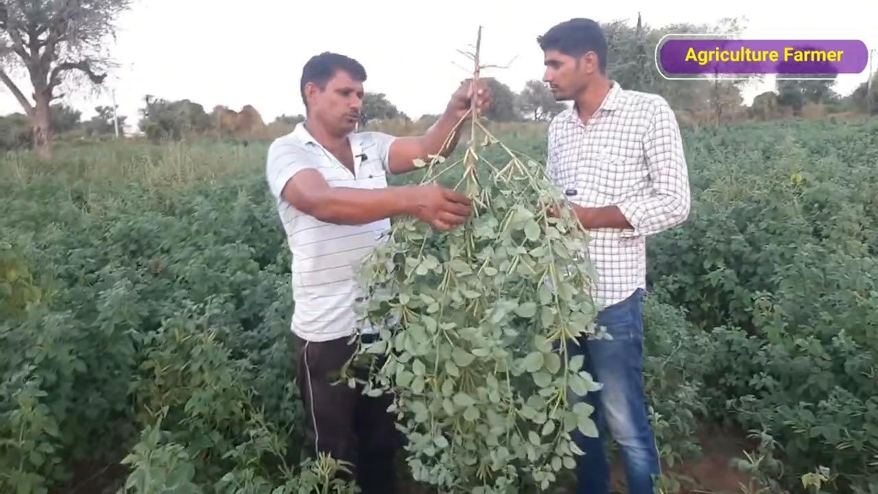 ग्वार की टॉप वैरायटी Star Agri Seed 610 gawar
