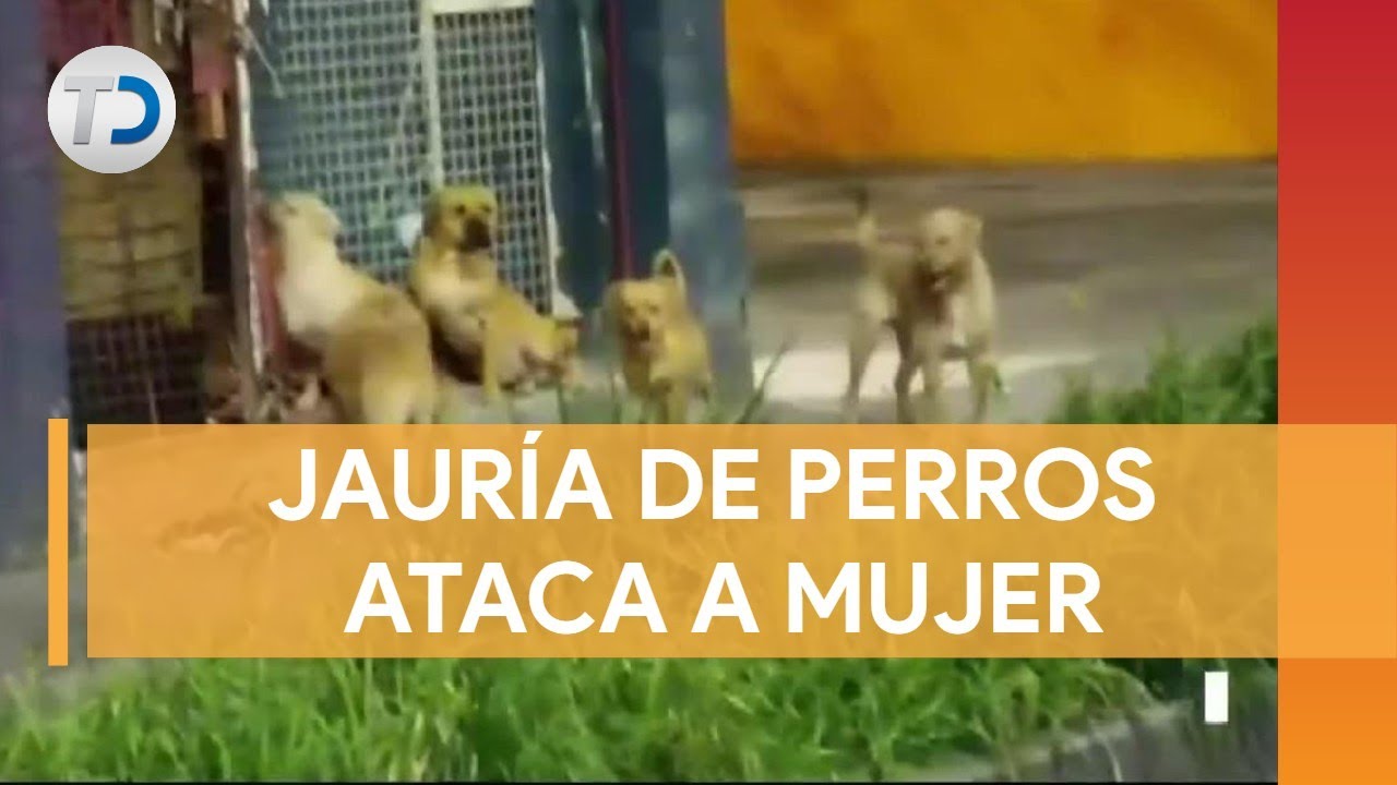 Jaur&iacute;a de perros ataca a mujer en la CDMX
