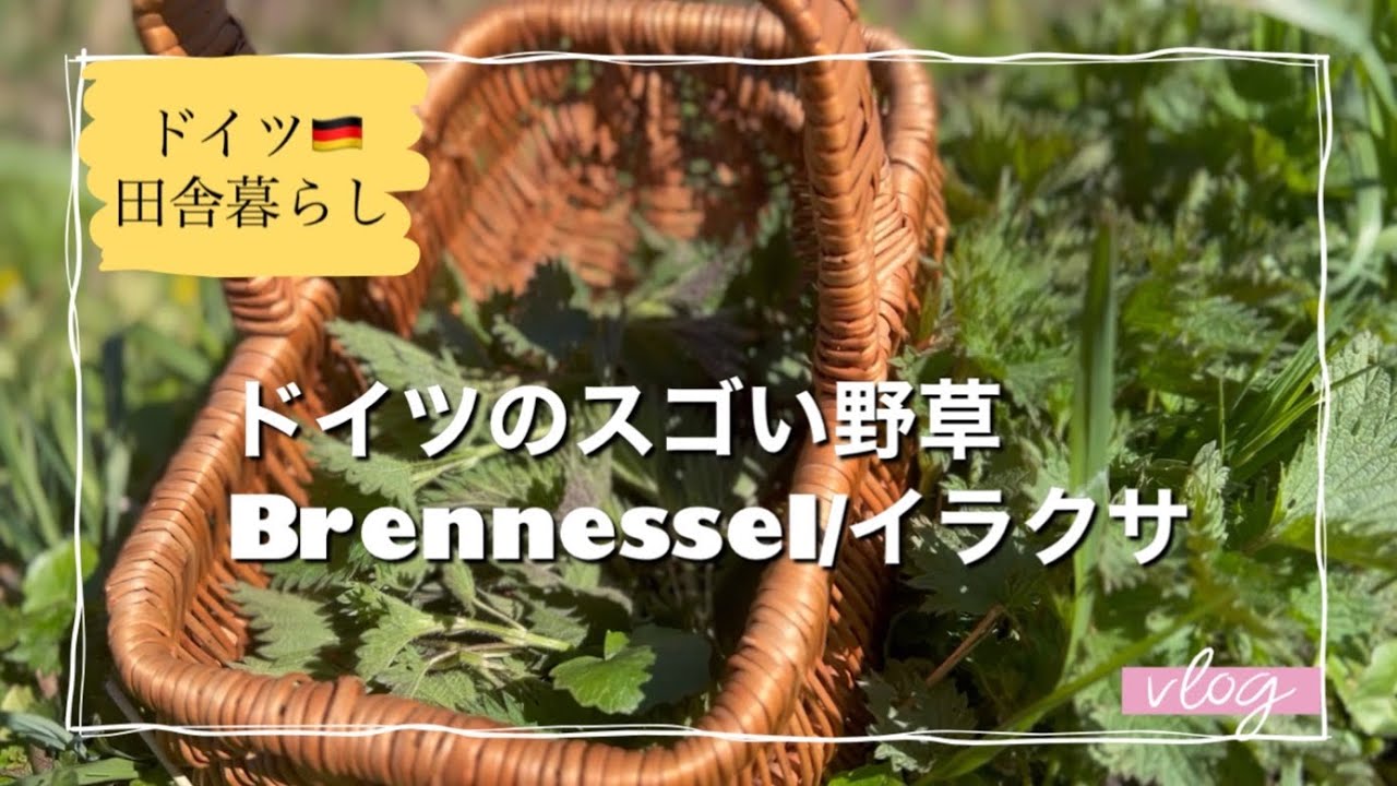 【ドイツ🇩🇪田舎暮らし】スゴい野草Brennessel／イラクサ