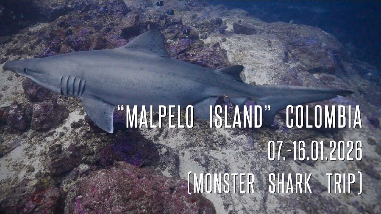 „Malpelo Island“ Colombia    (07.-16.01.2026) Monster Shark Trip