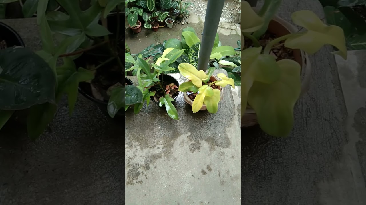 Giving my indoor plants some misting and morning sunlight. 🙂#philodendron #planthobby #shorts