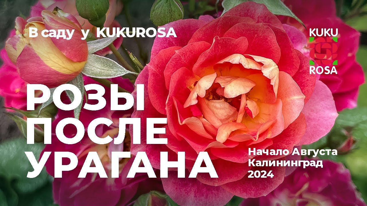 Самые стойкие розы после ливня 🌹 в саду у KUKUROSA 🌹