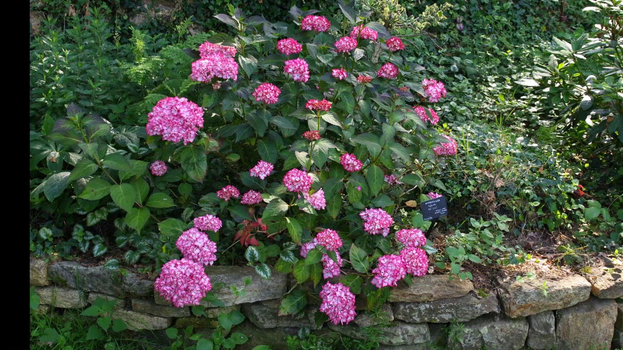 Jardin des sittelles au début de l'été (29 Juin 2019 )