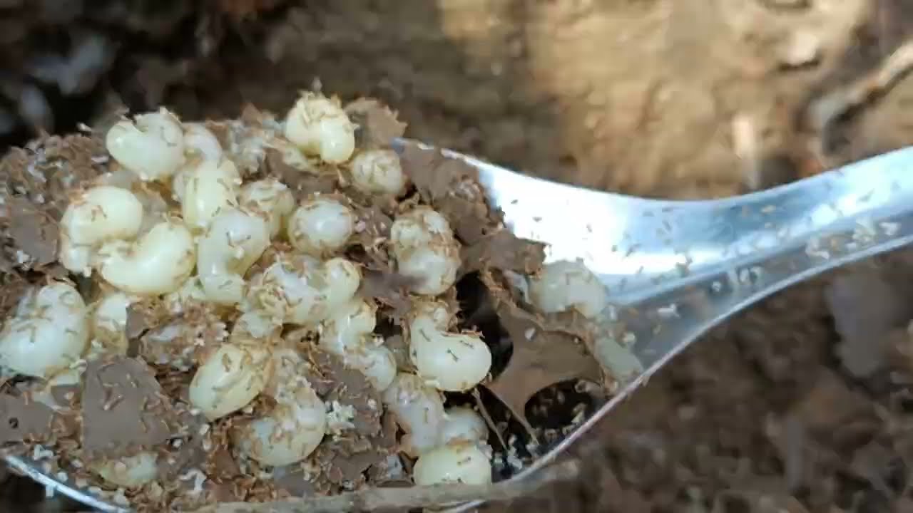 พราน แมงมันปี68  EP.2 กว่าจะได้แต่ละหลุม เหนื่อยมาก