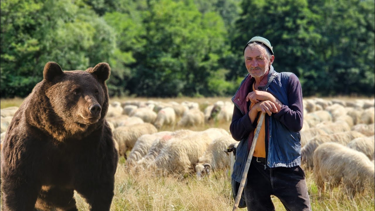 ‼️FAȚĂ ÎN FAȚĂ CU URSUL‼️ POVEȘTI CIOBĂNEȘTI DE PE MUNȚI CU BELEA EUGEN