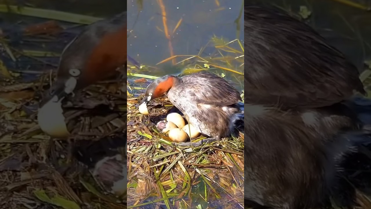 Little grebe bird😄👌#shorts #youtubeshorts #viral