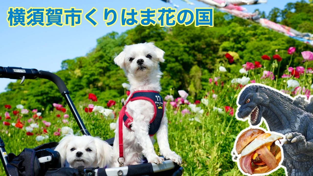 横須賀くりはま花の国