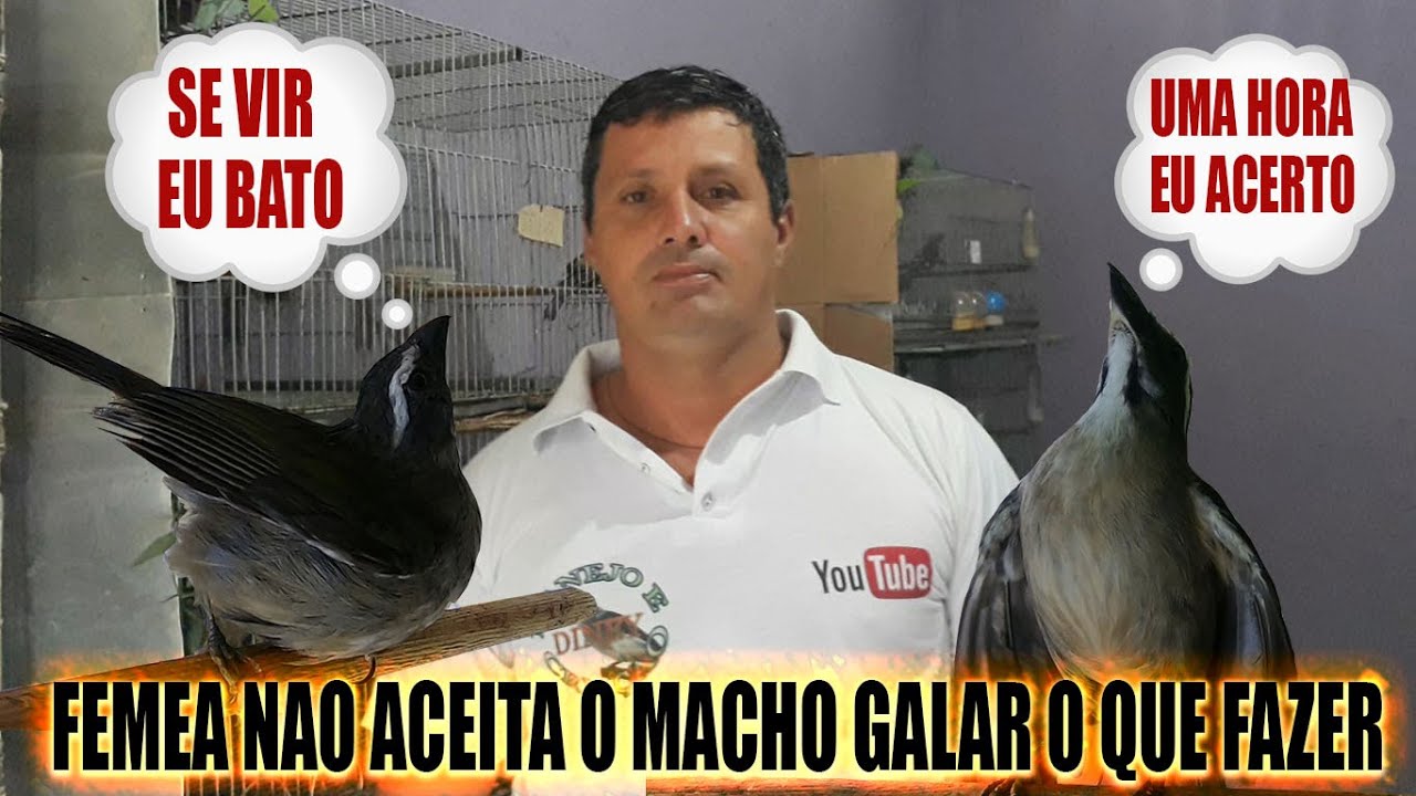 FEMEA NAO aceita O MACHO GALAR o que fazer