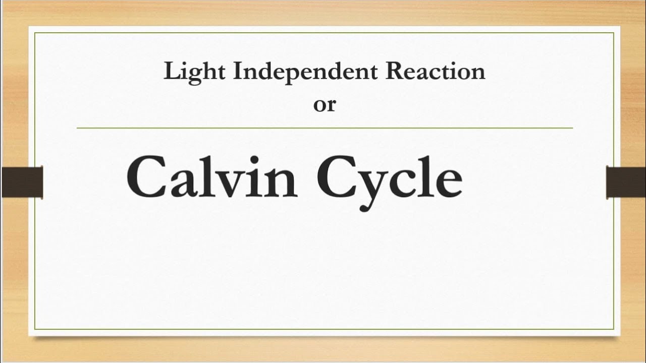 Calvin Cycle (Light Independent Reaction)