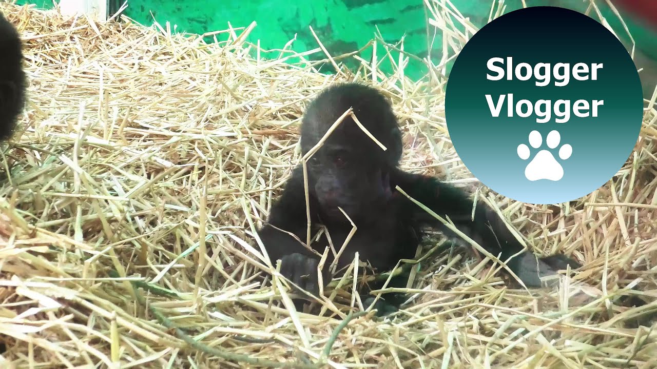Gorilla Mum Pushes Daughter In Right Direction