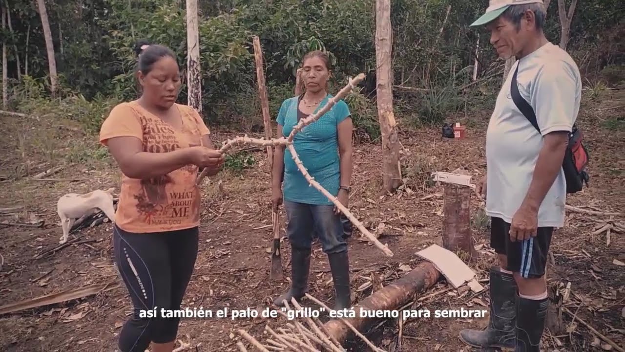 #ApoyosEconómicos - Elaboración de fariña ticuna