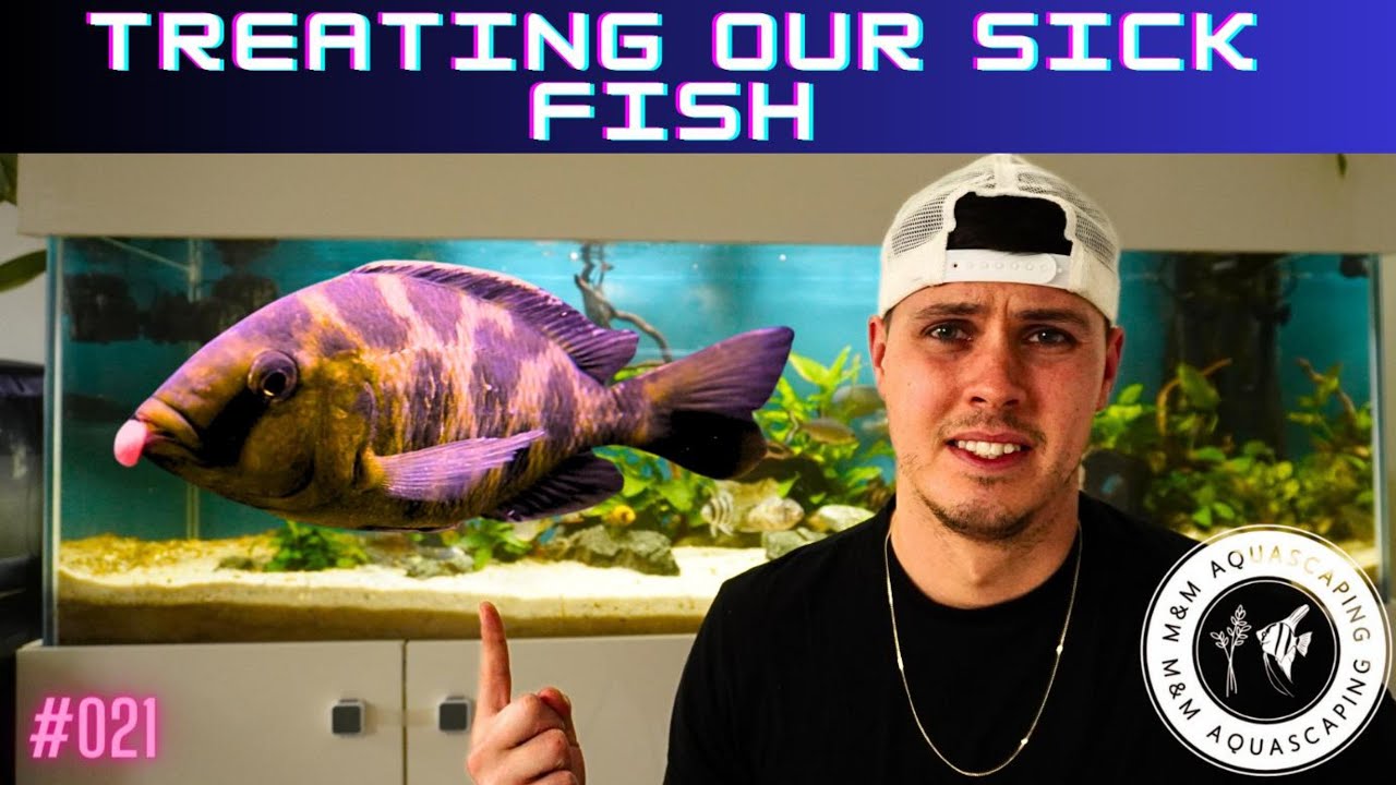 How to treat a Fish with an Ulcer