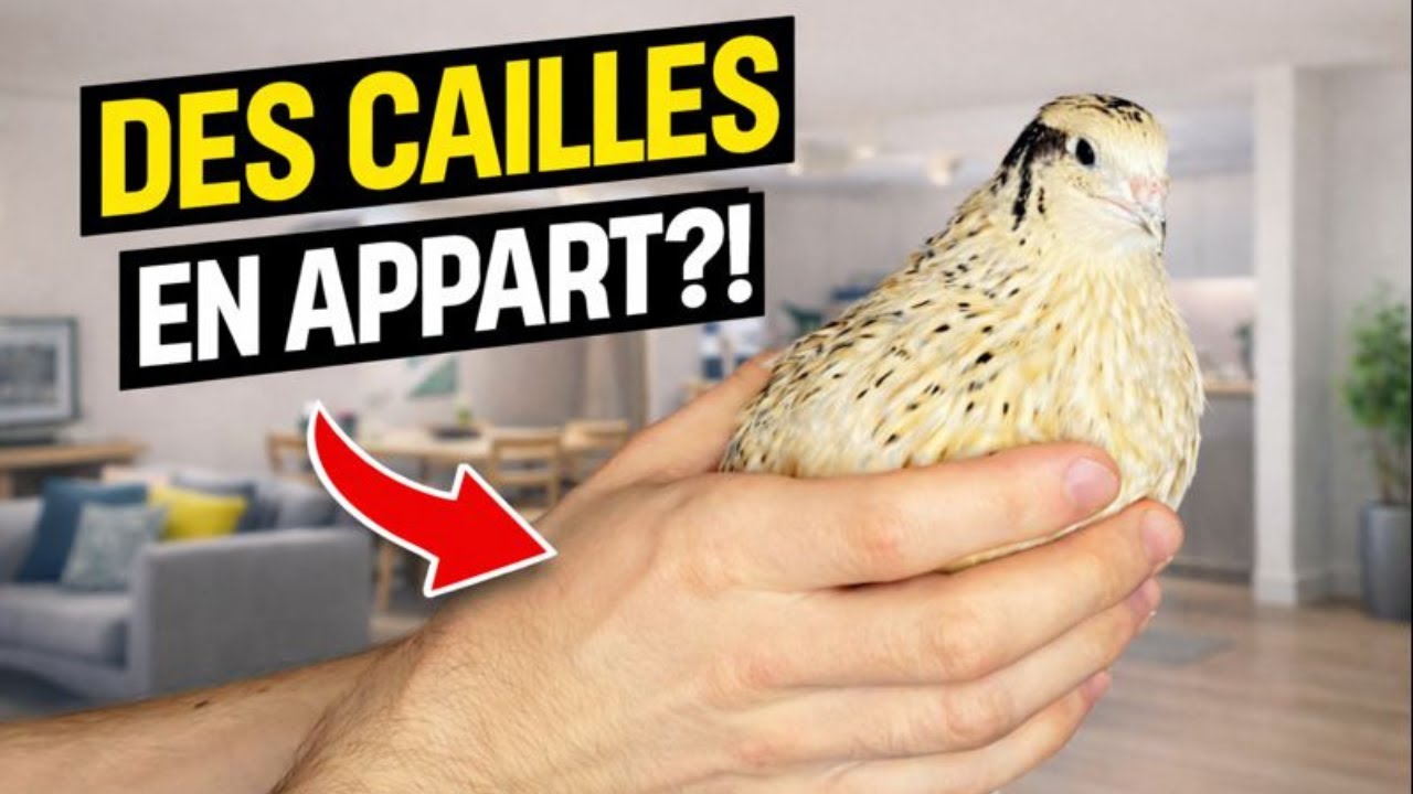 Élever des cailles en appartement / intérieur : le guide complet