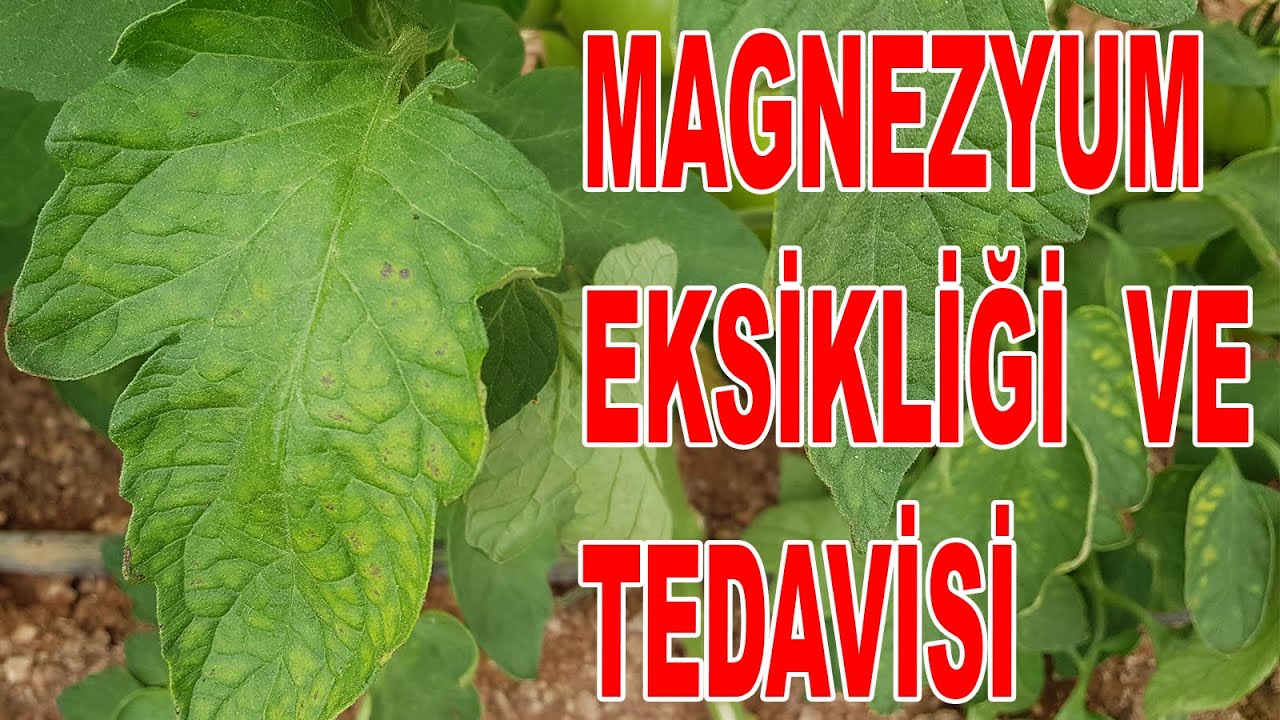 BİTKİLERDE MAGNEZYUM EKSİKLİĞİ VE TEDAVİSİ *****(AÇIKLAMALARDAKİ VİDEOYU İZLEYİNİZ.)*****