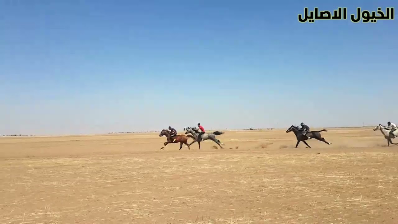 سباق الجمعية للخيول العربية الاصيلة /الشوط الثامن