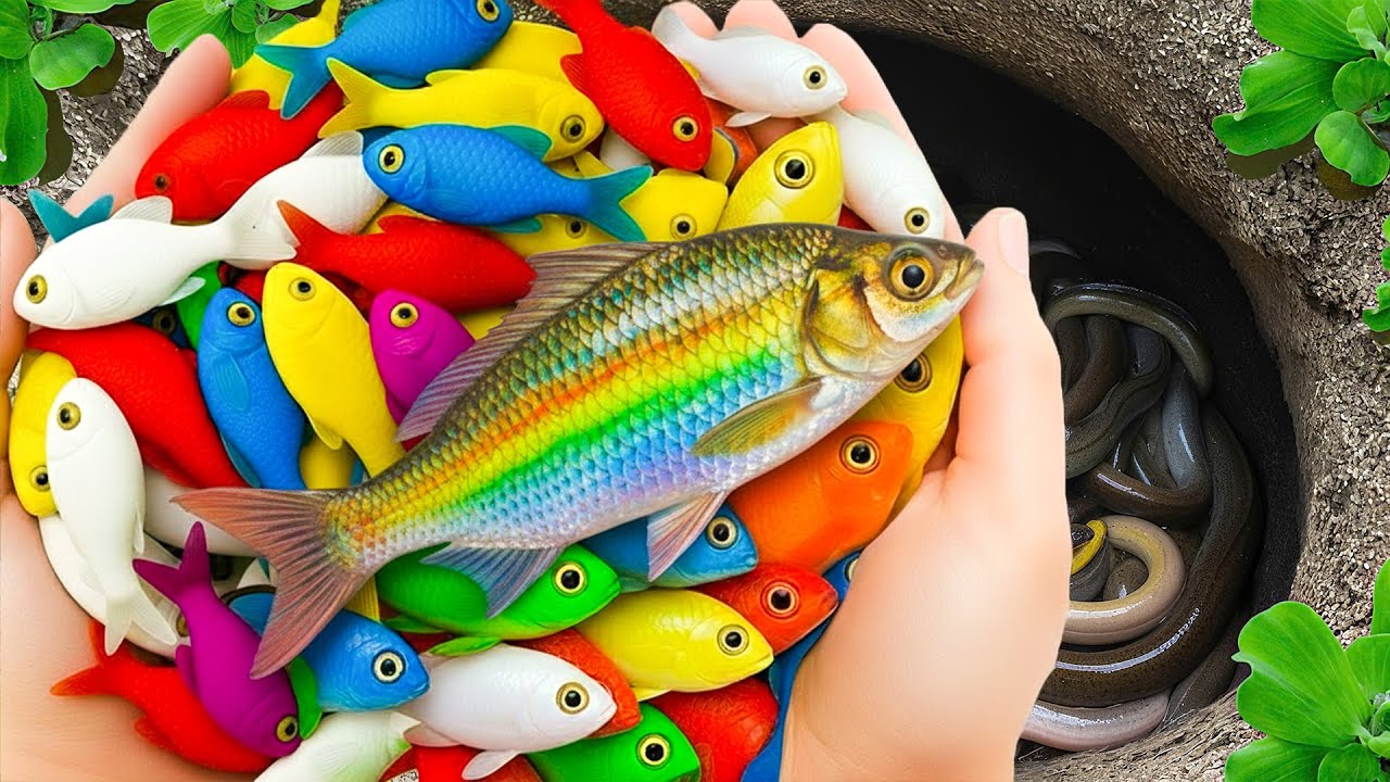 Catch Beautiful Aquarium Fish In Small Pond, Baby Turtles, Eel, Pencil fish, Guppies, Iguanas, Frogs