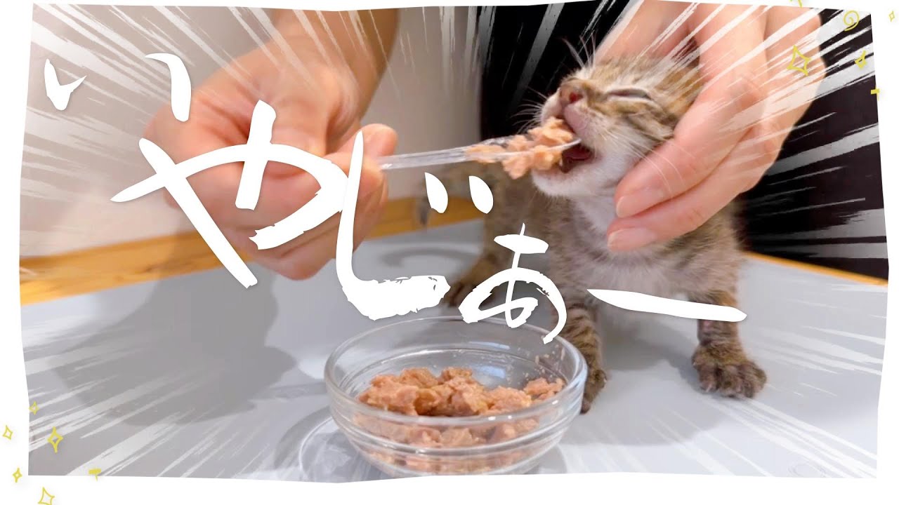 「イヤァアアアー」離乳食のコトを忘れた！一口食べると・・・【保護猫生活28日目】
