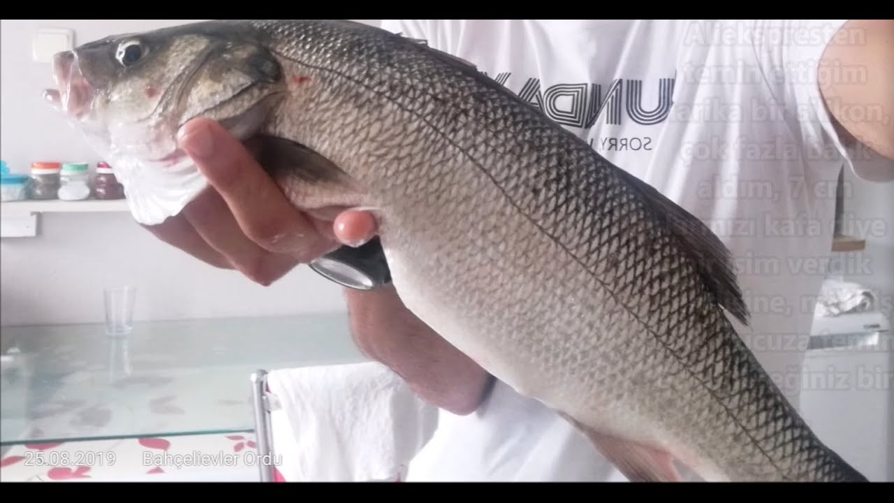 Levrek Yakalamanın En Kolay Yolu (seabass, spigola)