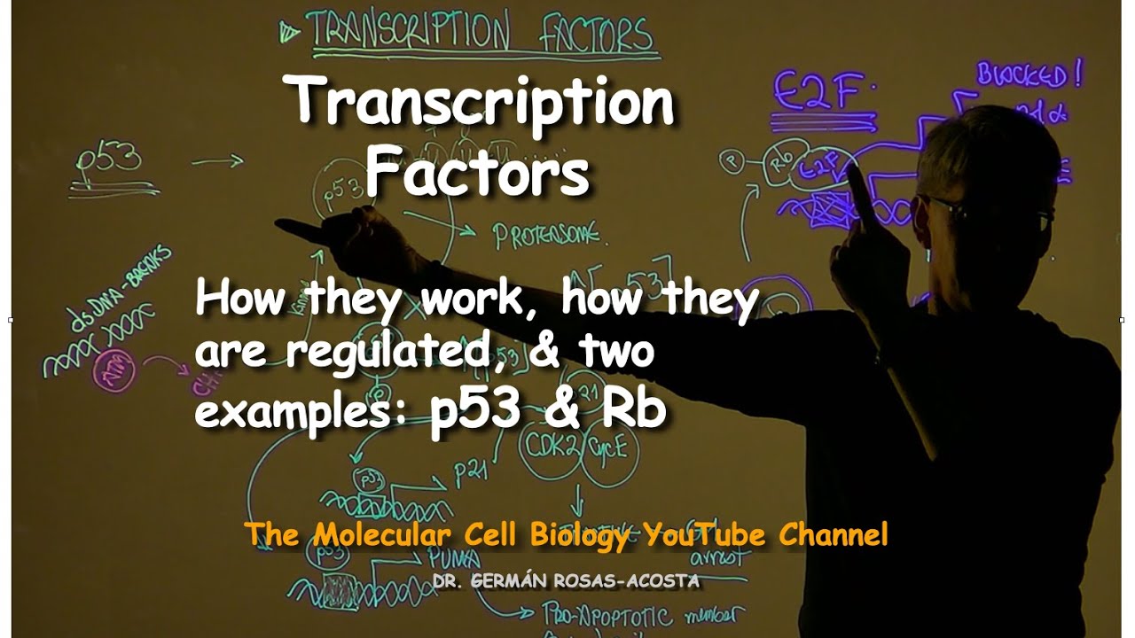 Transcription Factors - how they work & 2 examples: p53 & E2F