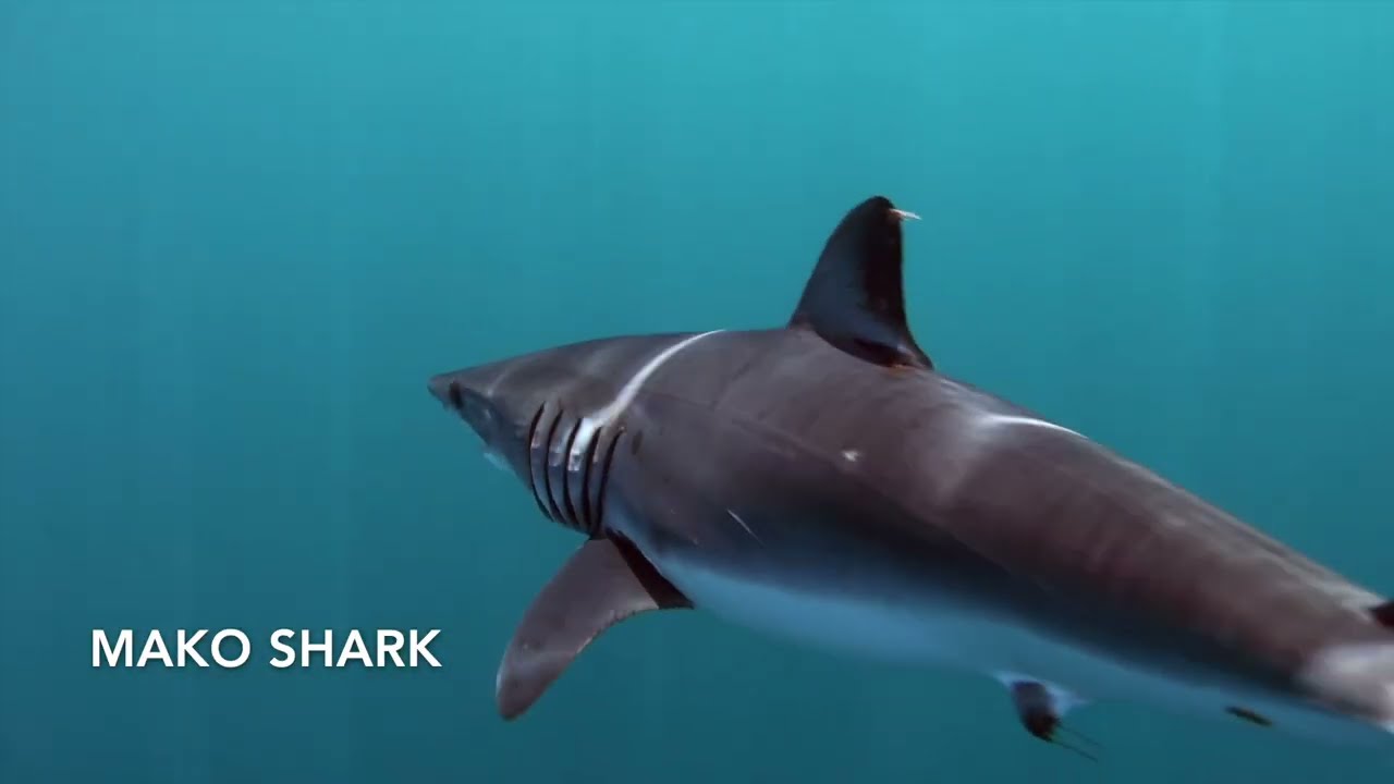 Meksyk Cabo San Lucas 26 02 2025 r