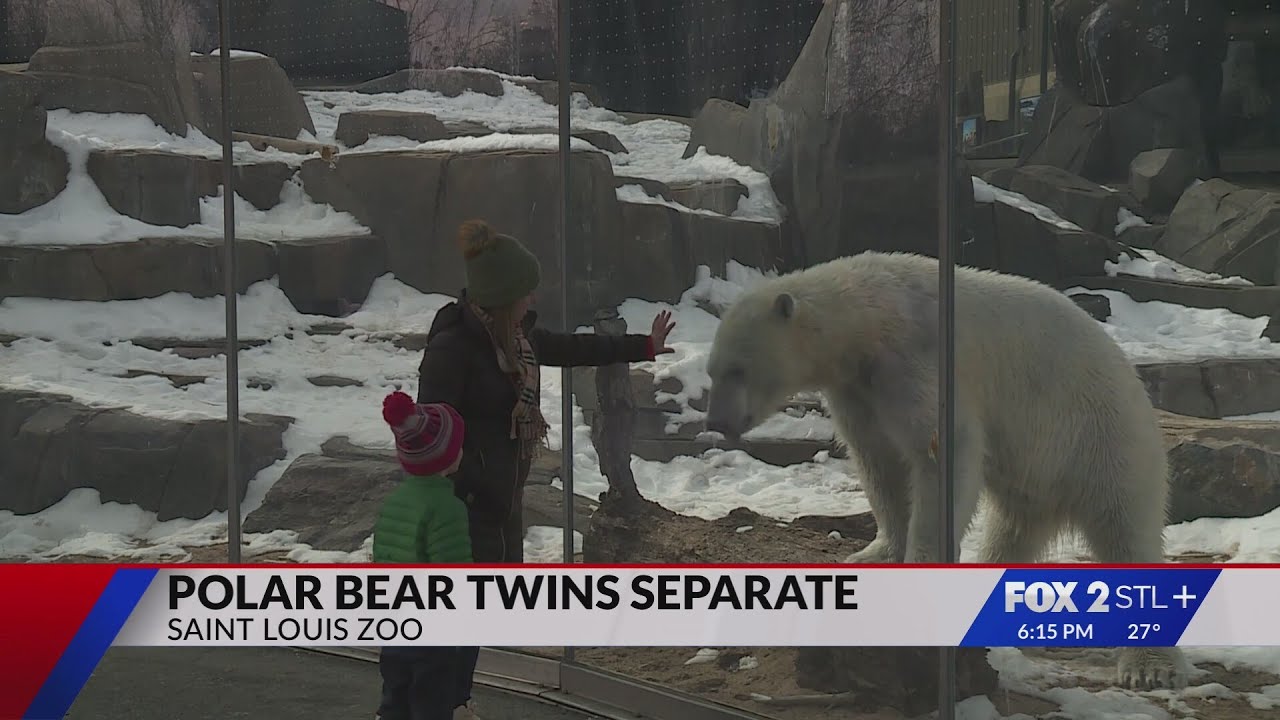 STL Zoo updates on separation of polar bear twins