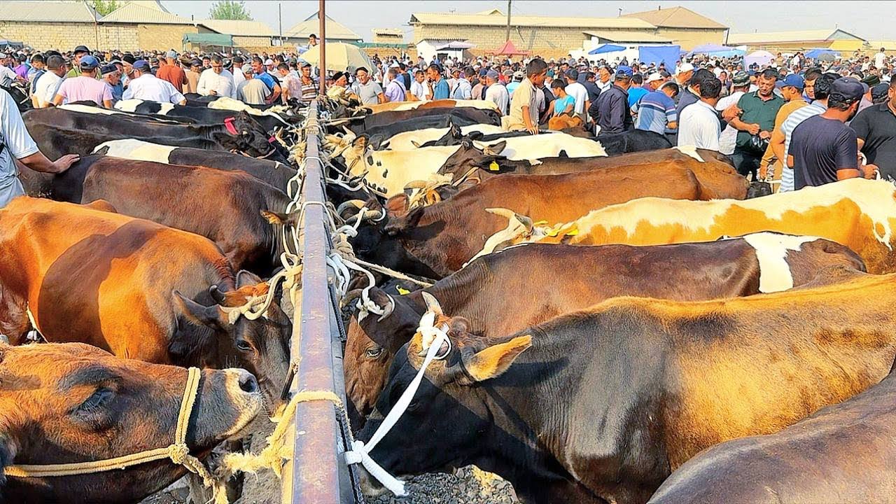 САРИОСИЁ ПАЙШАНБА МОЛ БОЗОРИ 