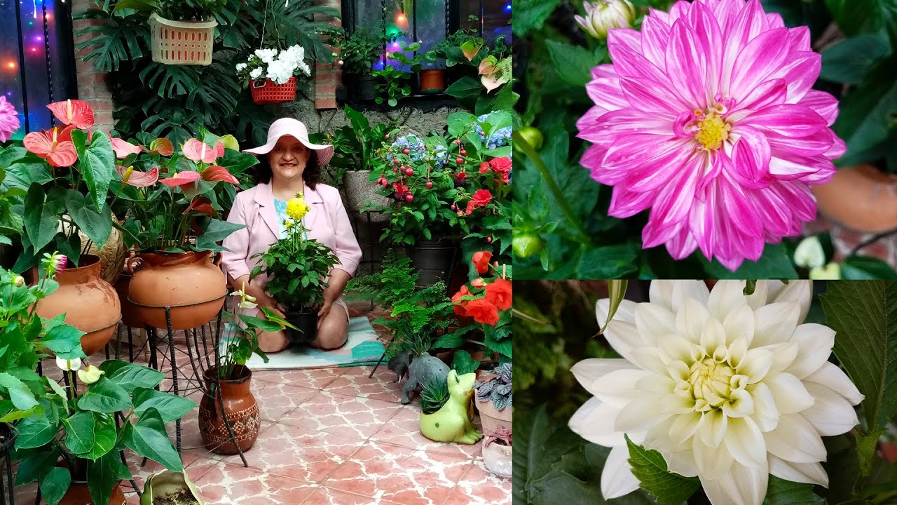Como tener Dalias con Mayor Vida y Mucha Flor