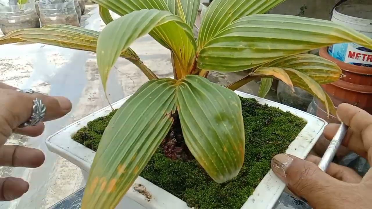 Mangatasi daun bintik kuning di bonsai kelapa 