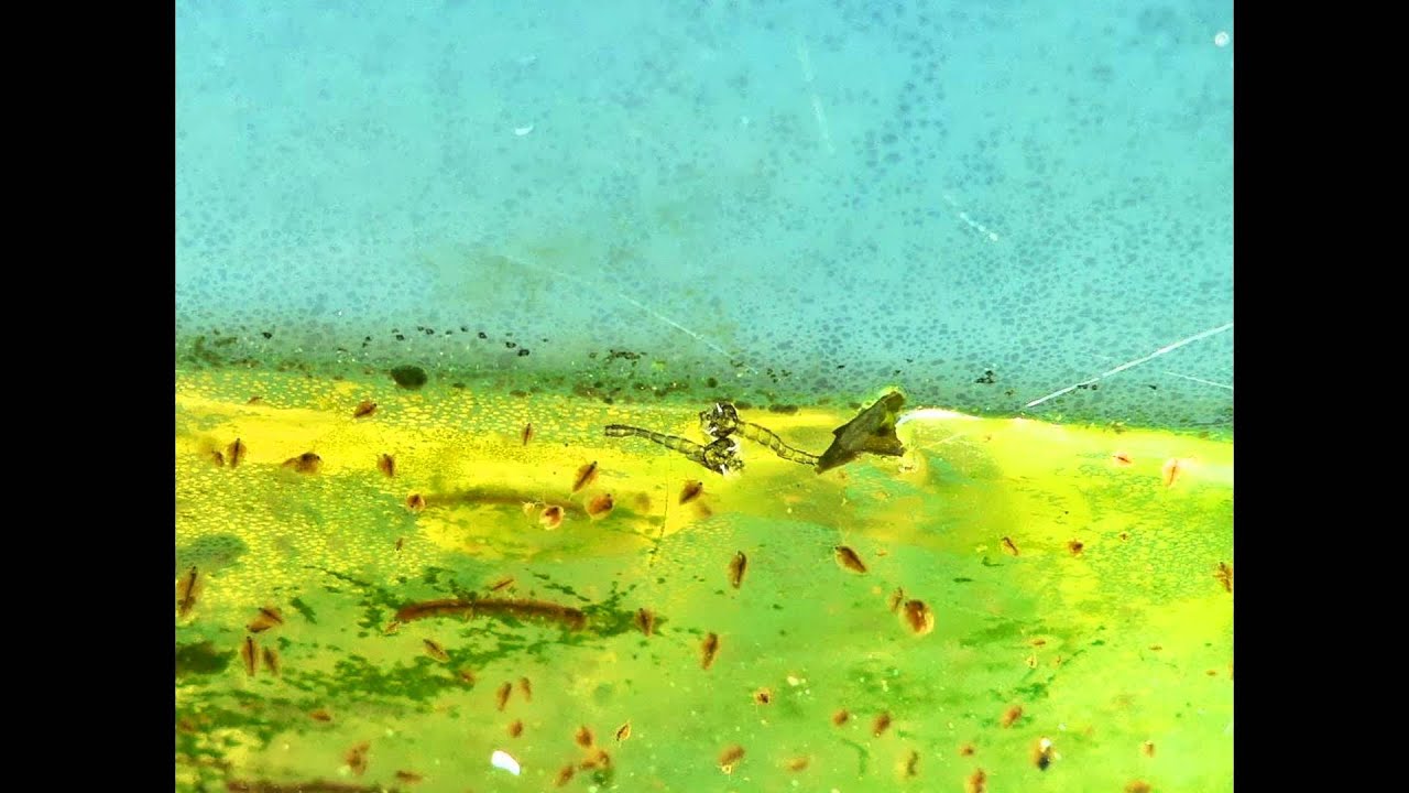La larve de Chironome (Asterix / Asterix34680).