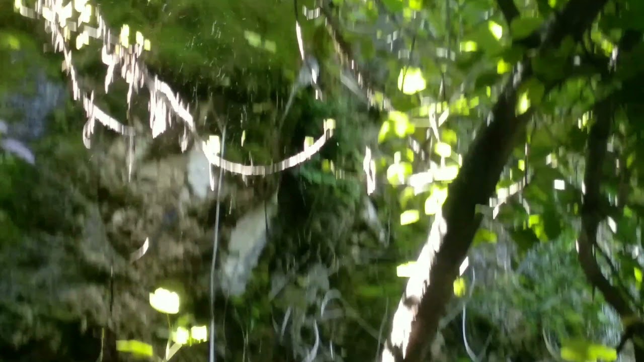Un lugar que enamora * El bosque encantado de las higueras *. ( Pozo Alcón - Jaén ) 🎧🎧