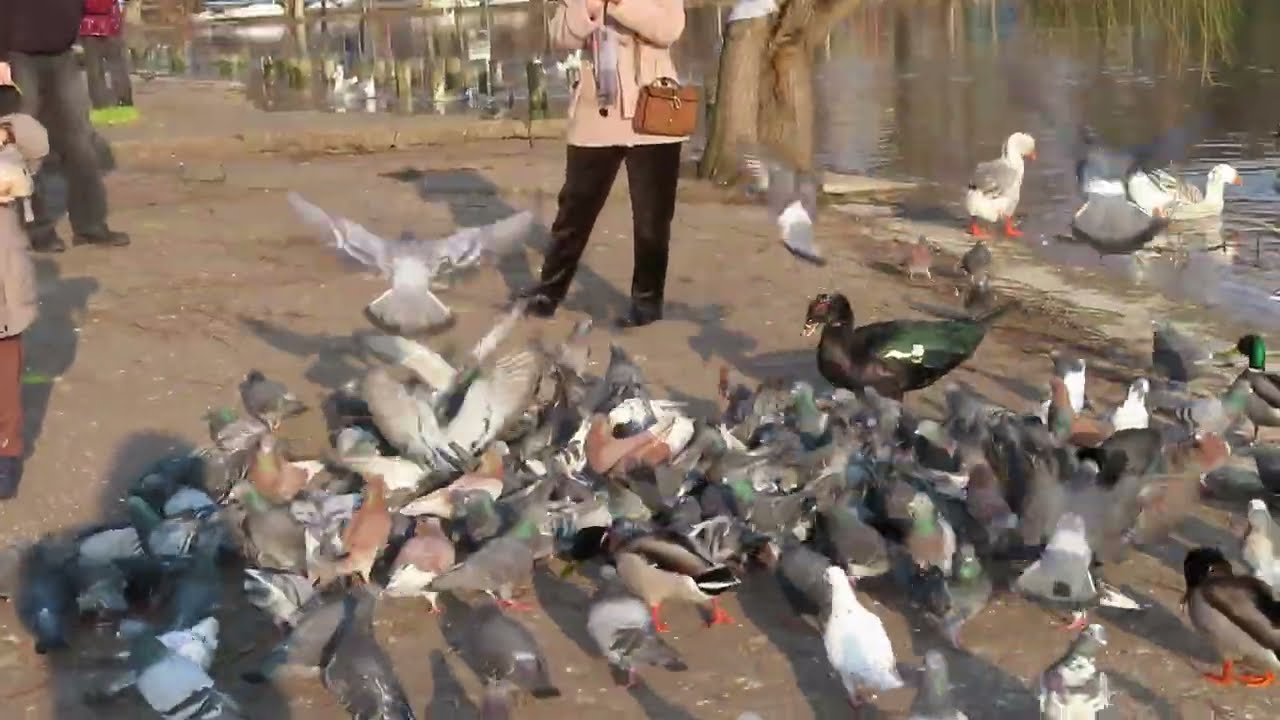 A lot of birds in the park, 27.03/2026
