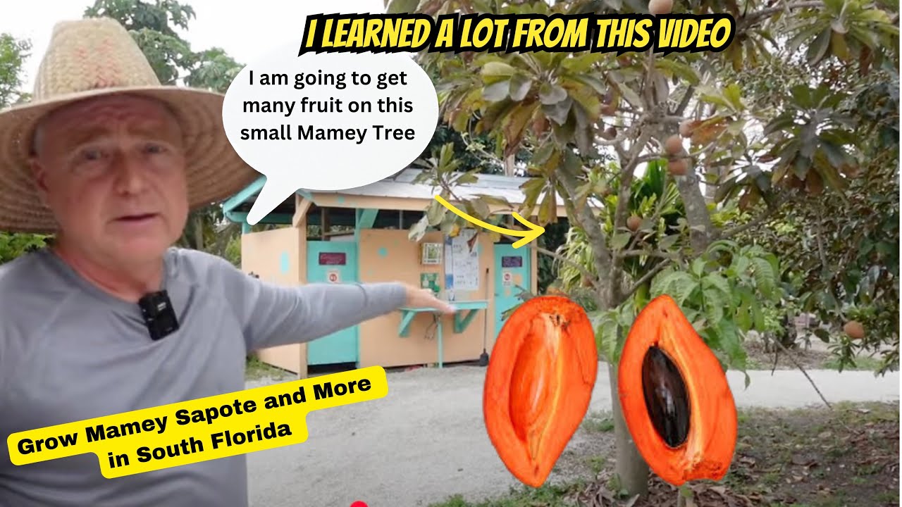 Growing Mamey Sapote in Small Spaces: Is It Worth It?